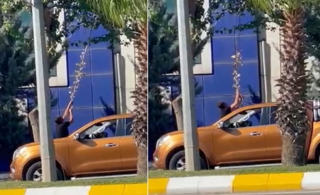 Ağacın dalını eliyle koparan personele inceleme başlatılacak