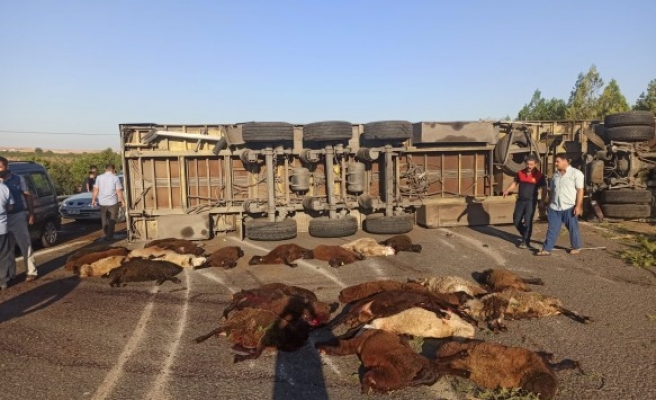 Şanlıurfa’da koyun yüklü TIR devrildi