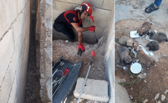 Yavru köpekleri itfaiye ekipleri kurtardı