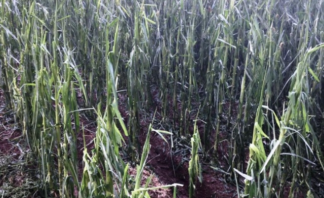 Hilvan'daki şiddetli yağmur ekinlere zarar verdi