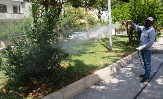 Siverek'te ağaçlar ilaçlanıyor