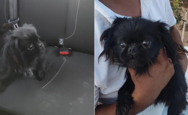 Urfa’da süs köpeği bulundu