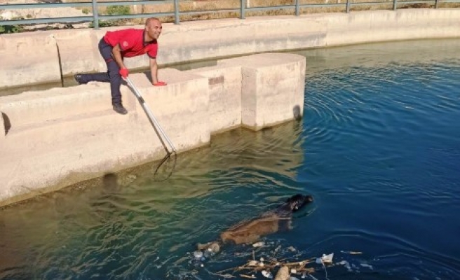 Sulama kanalına düşen köpek kurtarıldı