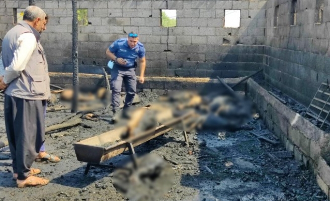 Şanlıurfa’da ahır yangını: 25 küçükbaş hayvan telef oldu
