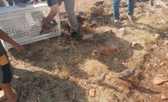 Şanlıurfa’da bin 500 kınalı keklik doğaya salındı