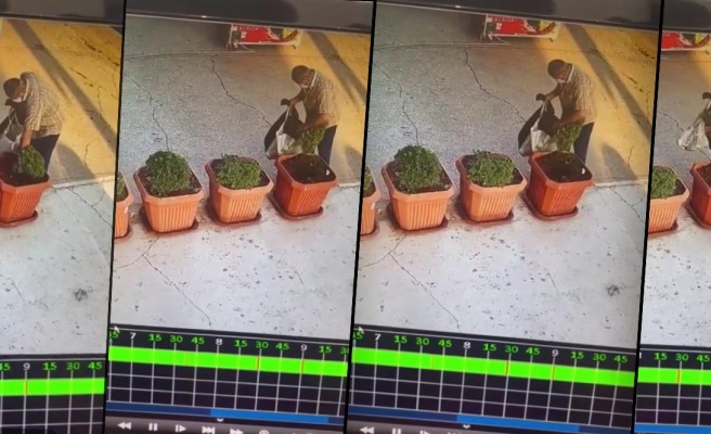 Saksıdaki bitkiyi poşetine koyup ortadan kayboldu