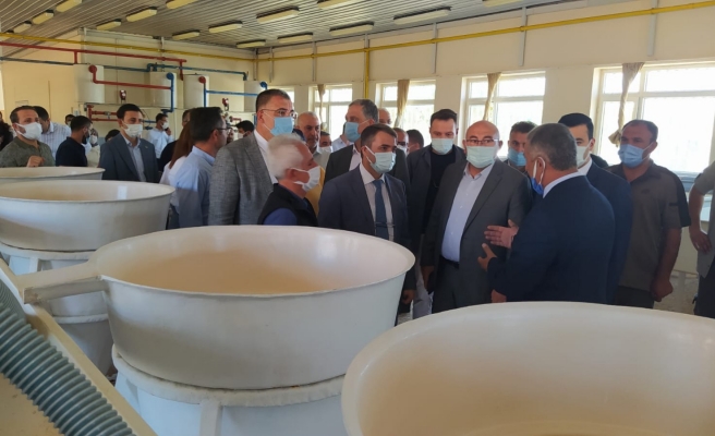 Urfa’da üretilen milyonlarca balık 16 kentte gönderildi