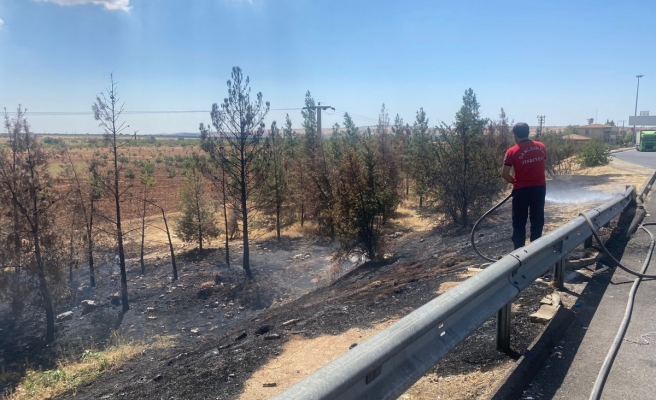 Otoyol kenarına atılan izmarit yangın çıkardı