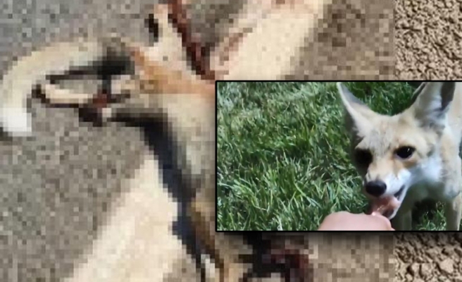 “Çilo” trafik kazasında telef oldu!