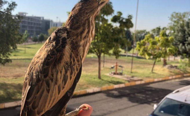 Nesli tükenmekte olan Balaban kuşu Urfa’da görüldü