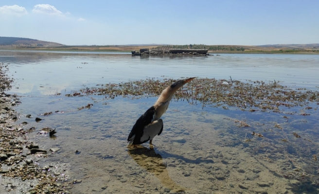 Nesli tükenmek üzere olan kuş bir günde 2 defa görüldü
