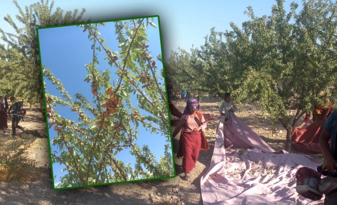 Urfa’nın badem deposunda hasat heyecanı