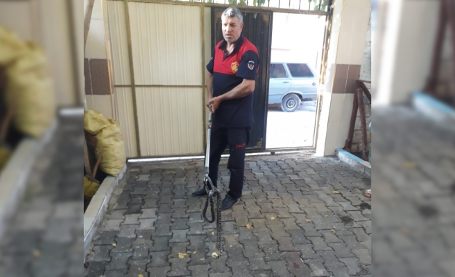 Eve giren yılanı itfaiye ekipleri çıkardı