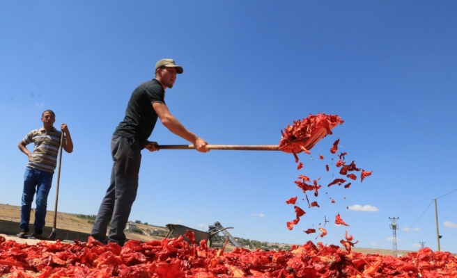 Pul biberi 10 bin kişinin ekmek kapısı