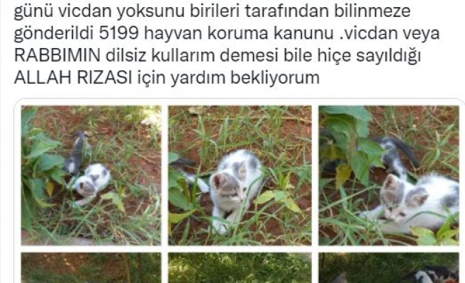 Yavru kedilerle ilgili şok iddia: 