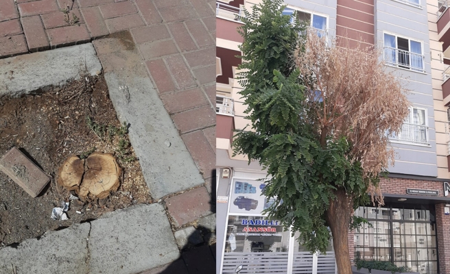 Karaköprü'de yürekleri sızlatan manzara: Ağaçlar kuruyor!