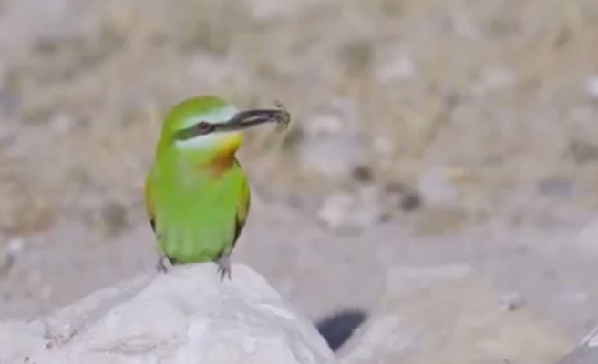 Urfa bozkırının gizemli güzeli görüntülendi
