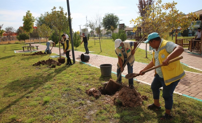 Haliliye'de ağaçlar toprakla buluşuyor