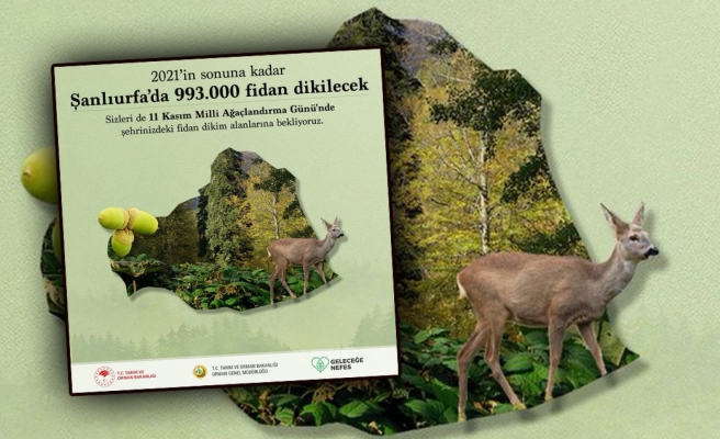 Urfa'da 993 bin fidan toprakla buluşacak
