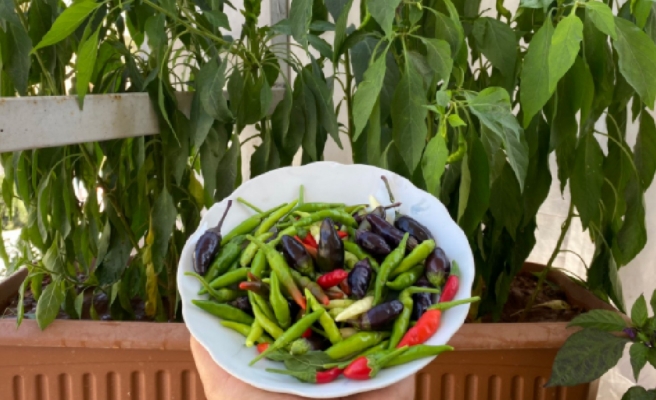 Saksıda yetiştirilen isotlar beğeni topladı