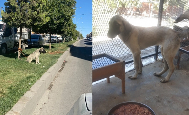 Ağaca bağlanan köpeğe Büyükşehirden yardım eli