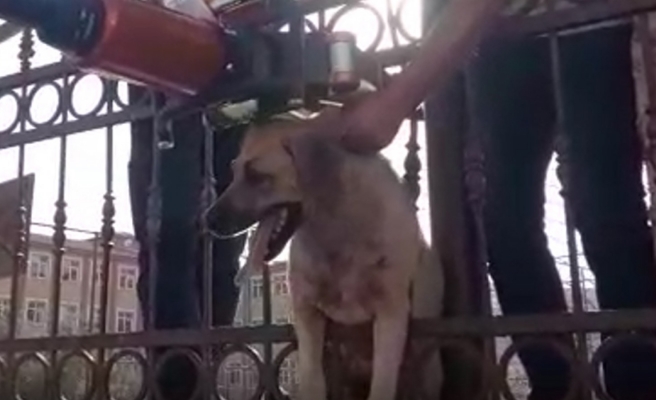 Şanlıurfa'da köpek kurtarma operasyonu