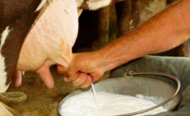 Türkiye'de toplanan inek sütü miktarı arttı