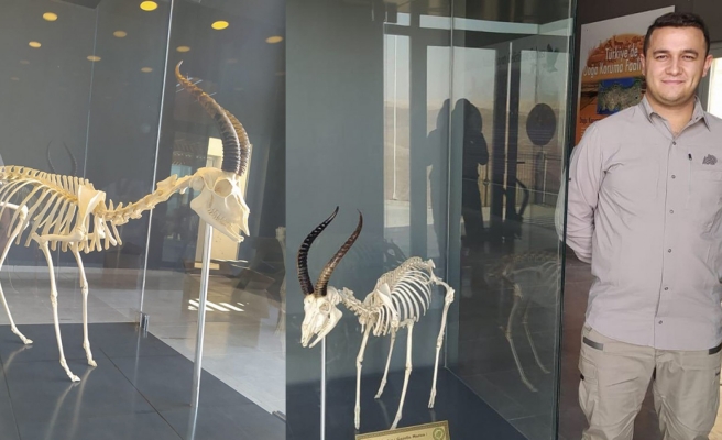 Ölü bulunan ceylanın iskeleti ziyarete açıldı