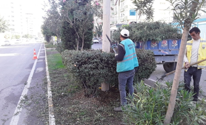 Trafikte tehlike saçan ağaçlar budandı