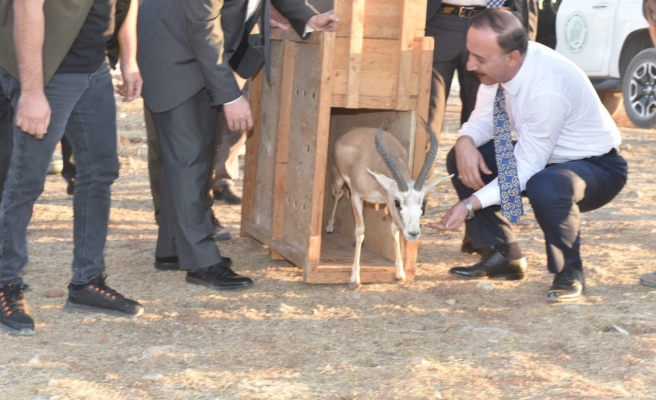 Urfa ceylanı Cudi dağında gezecek!