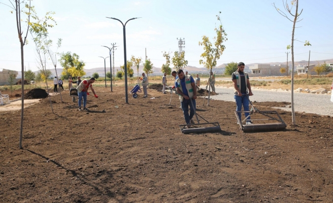 Haliliye'de yeşillendirme çalışmaları