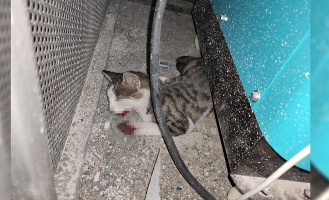 Şanlıurfa'da kediyi işkence ile öldürdüler