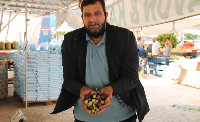 Şanlıurfa'da yeni mahsul zeytinler tezgahta