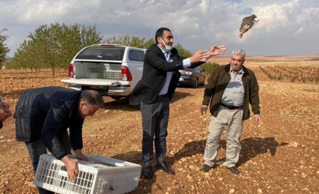 Şanlıurfa'da doğaya keklik salındı