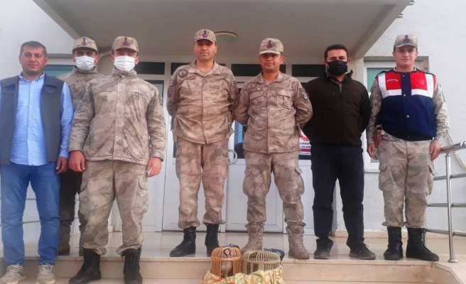 Halfeti’de iki kınalı keklik yakalandı