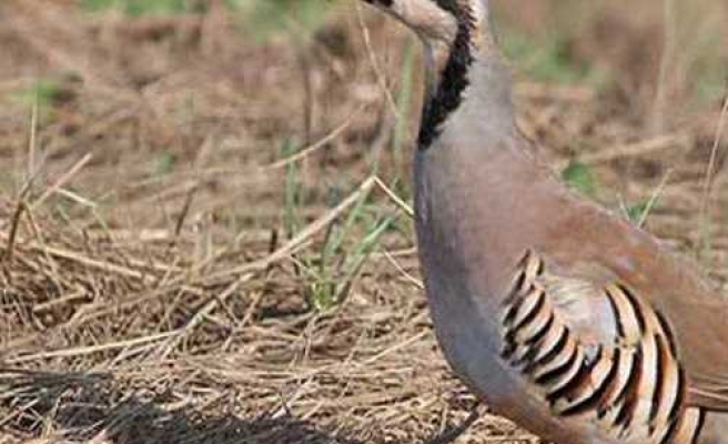 Siverek’te 11 keklik ele geçirildi