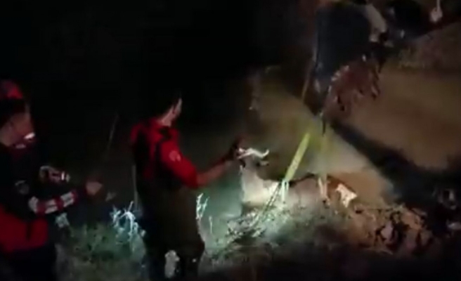 Tahliye kanalına düşen ineği itfaiye kurtardı