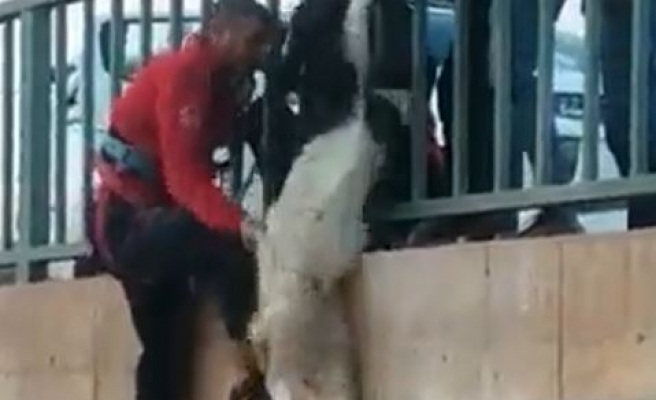 Harran’da keçi kurtarma operasyonu