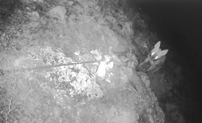 Şanlıurfa’da çizgili sırtlan kameraya takıldı