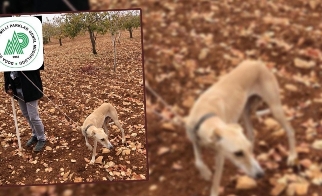 Kaçak avcılıktan yakalandı