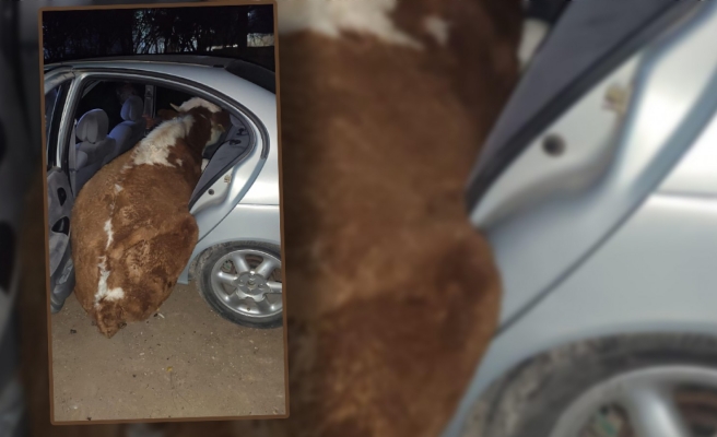 Otomobille inek çalanlar jandarmadan kaçamadı