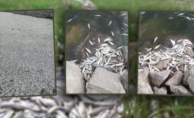 Barajda korkutan balık ölümleri!