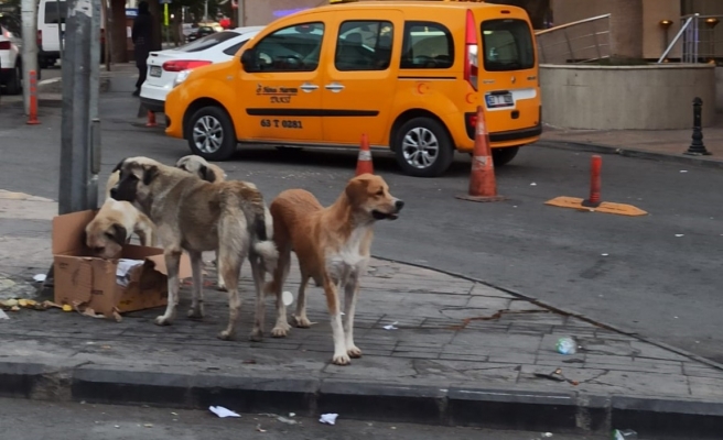 Urfa'da başıboş köpekler tehlike saçıyor