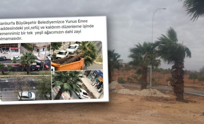 Belediyenin söktüğü ağaçlar ne oluyor?