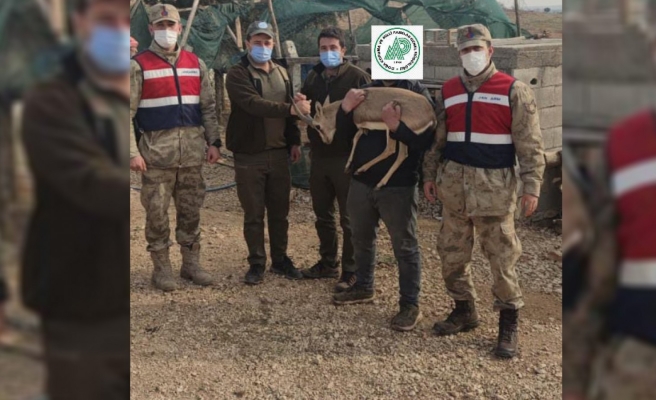 Yasadışı ceylan yetiştiren şahıs yakalandı