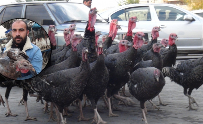 Urfalı hindi üreticileri sezondan umutsuz