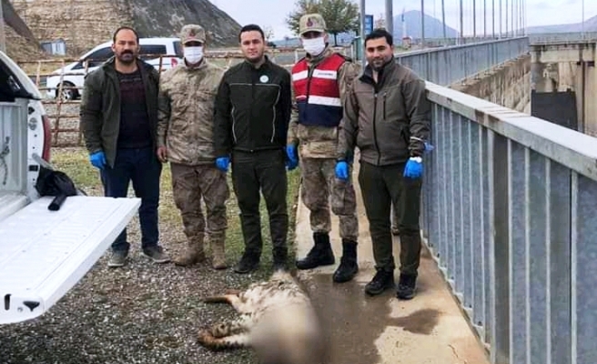 Bozova'da çizgili sırtlan ölü bulundu