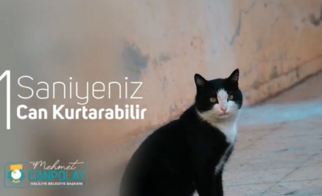 Belediyeden kediler için anlamlı çağrı: ‘Kupata vur’