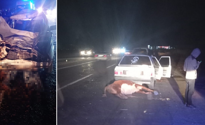 Urfa'da ilginç kaza! İneğe çarptı, yaralılar var