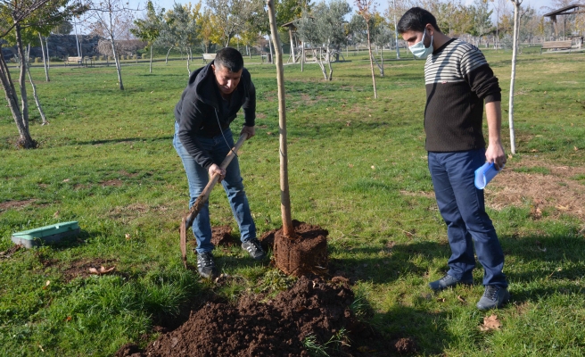Cezasını 10 ağaç dikerek ödedi